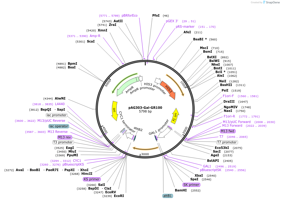 84908-plasmid-map-sequence-id-167362