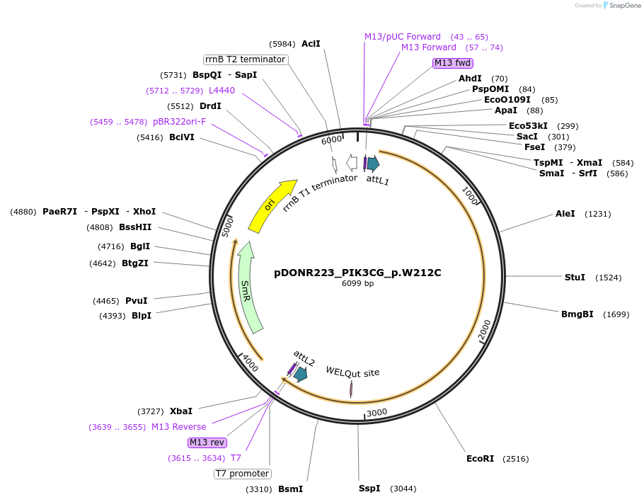 81630-plasmid-map-sequence-id-167436
