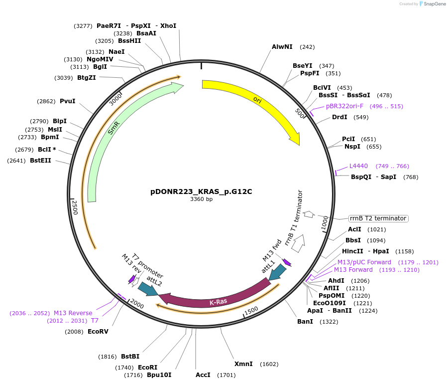 81667-plasmid-map-sequence-id-167446