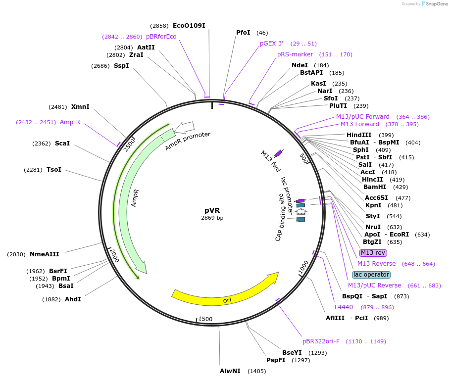 84718-plasmid-map-sequence-id-167475