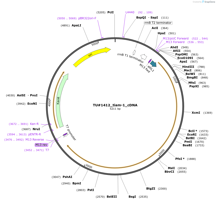 82364-plasmid-map-sequence-id-167478