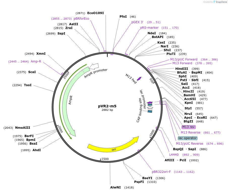 84724-plasmid-map-sequence-id-167505