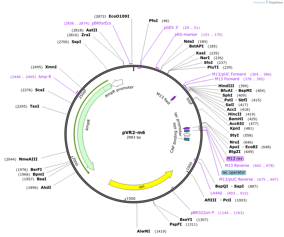 84725-plasmid-map-sequence-id-167510
