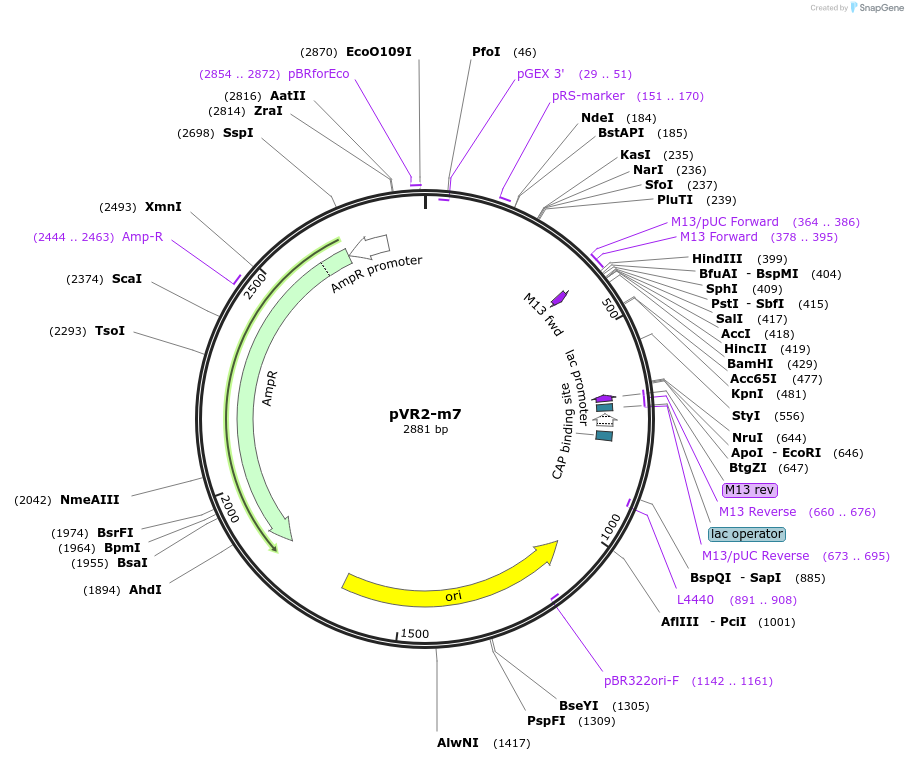 84726-plasmid-map-sequence-id-167513