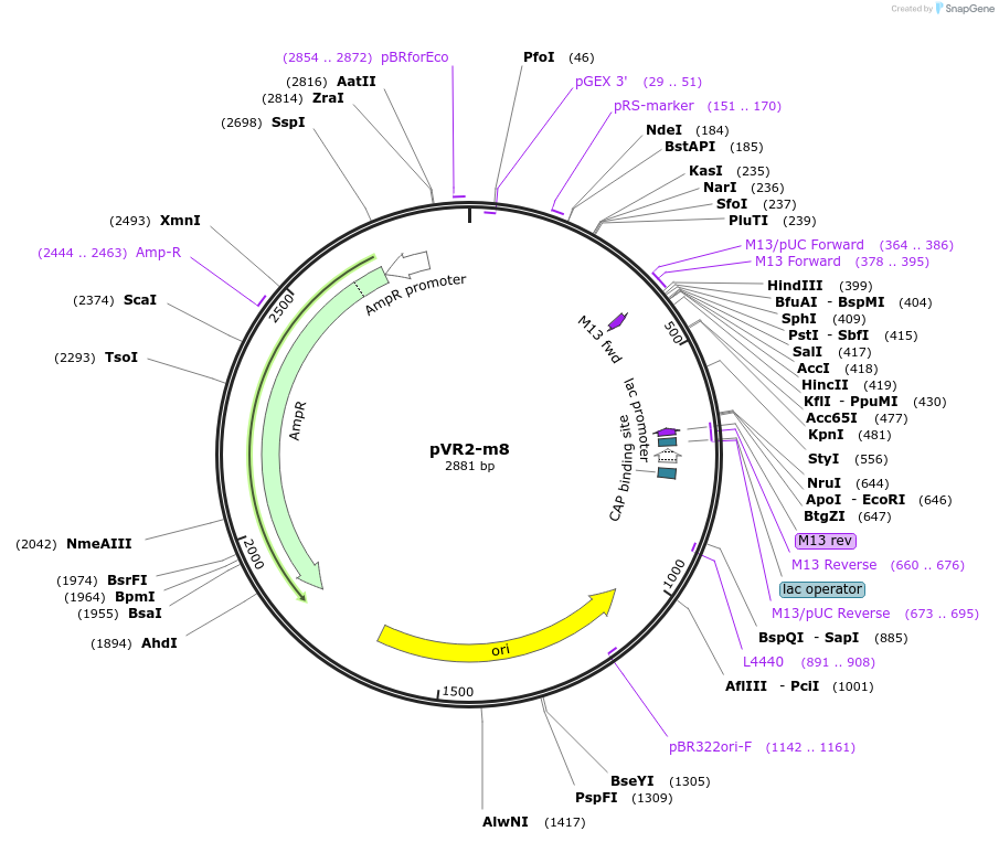 84727-plasmid-map-sequence-id-167518