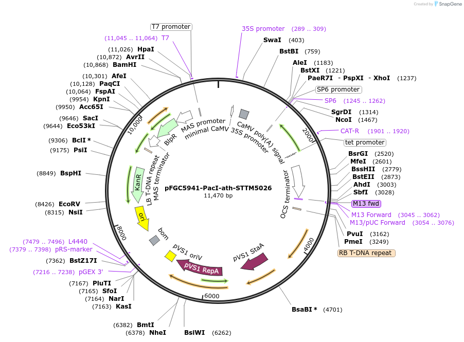 84192-plasmid-map-sequence-id-167524