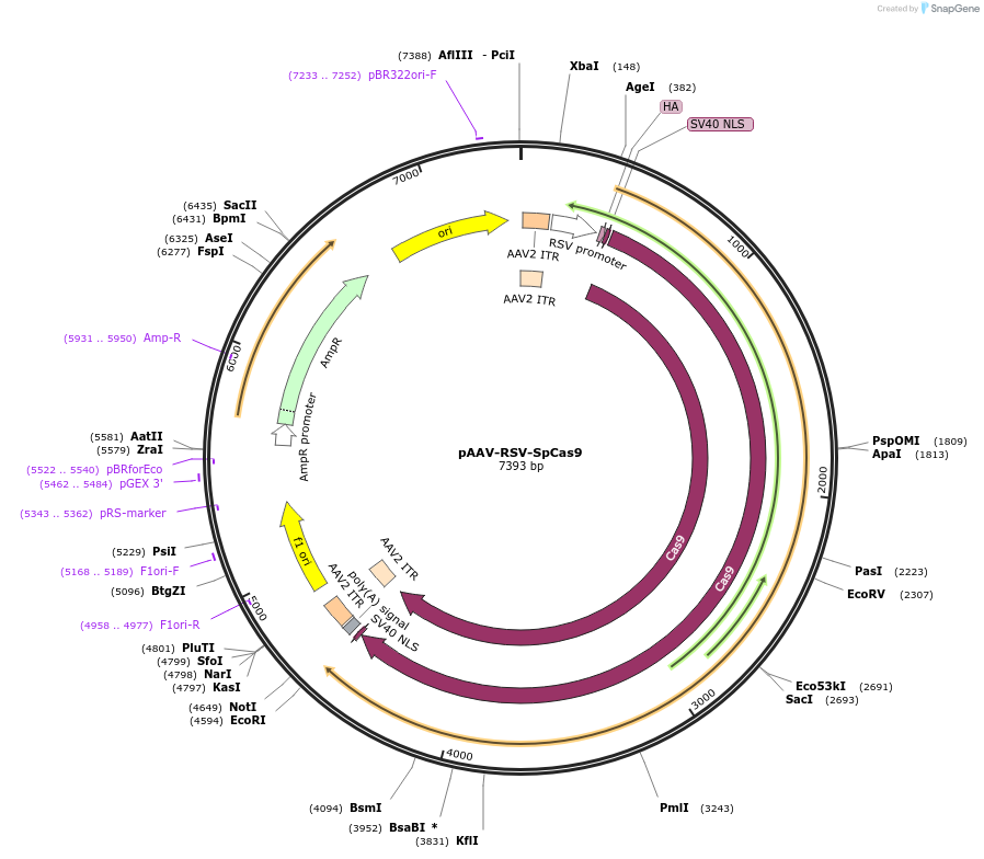 85450-plasmid-map-sequence-id-167529