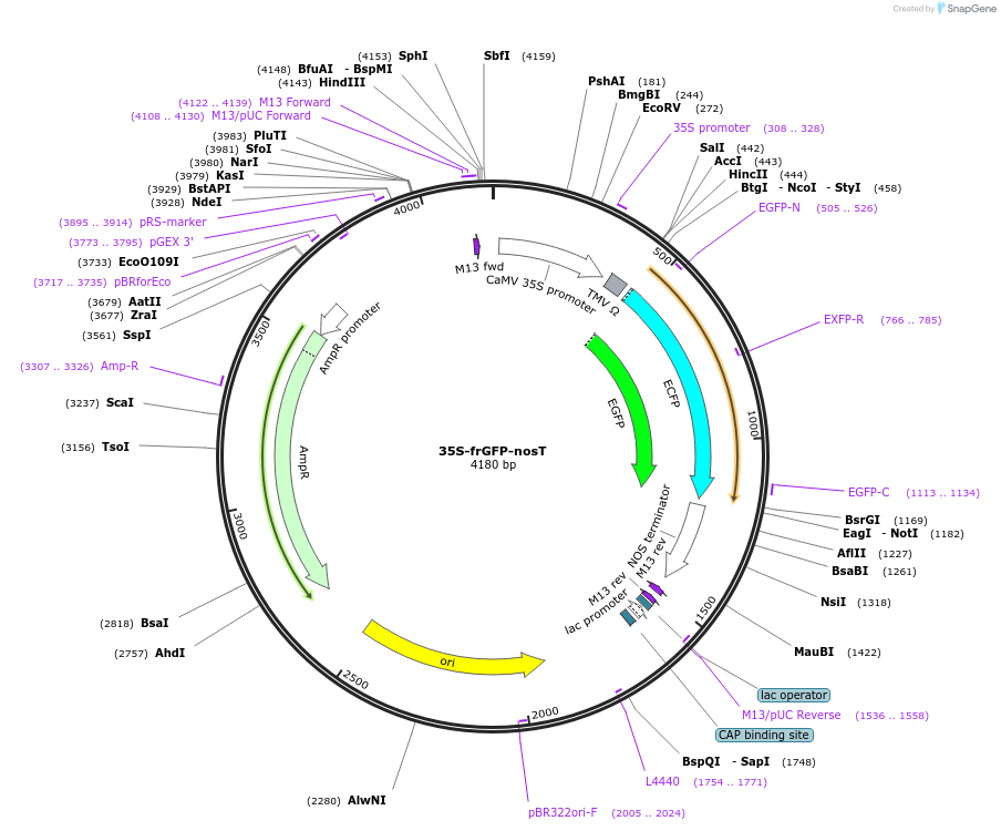 80128-plasmid-map-sequence-id-167543