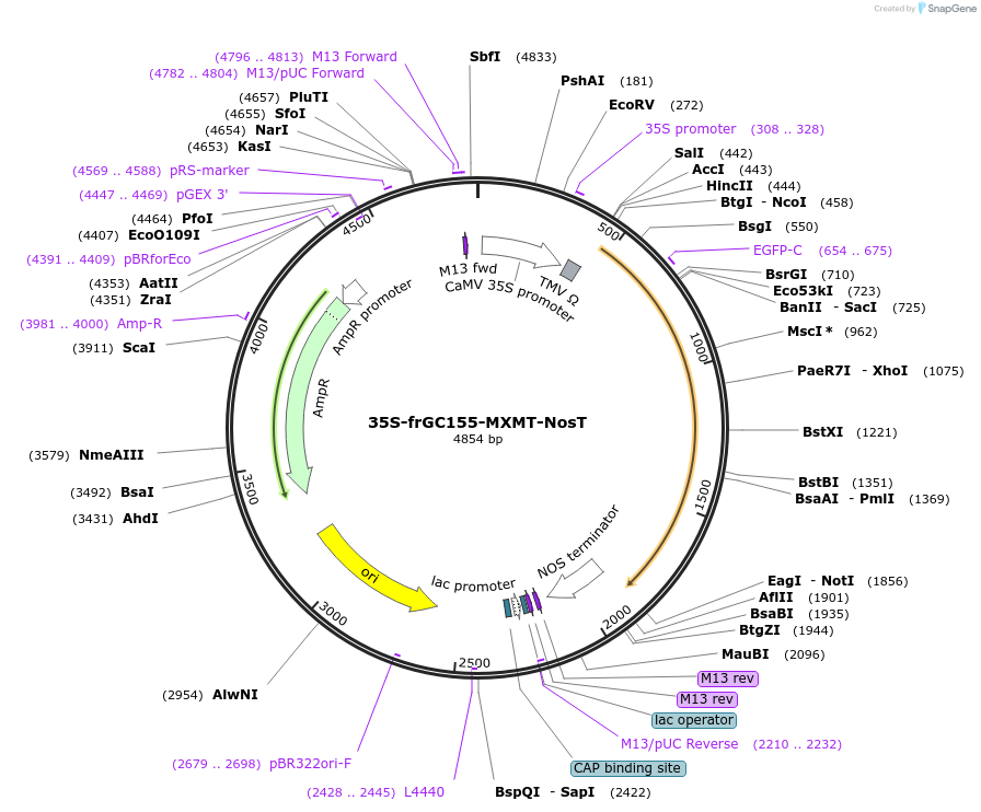 80172-plasmid-map-sequence-id-167548