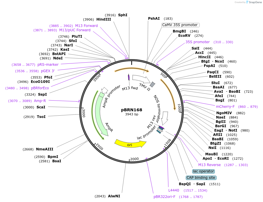 79668-plasmid-map-sequence-id-167551