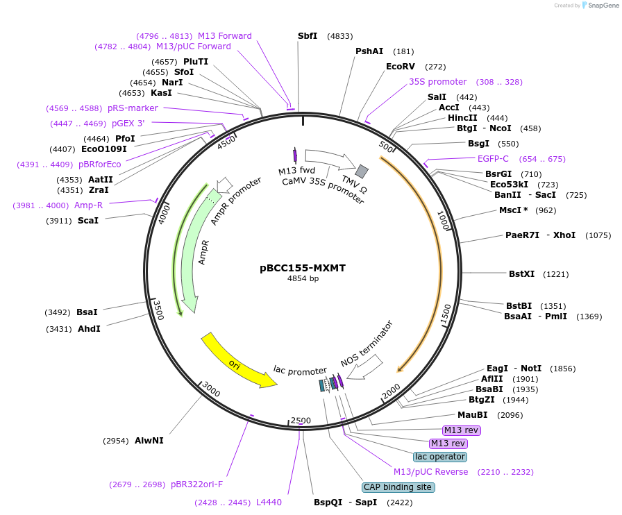 79816-plasmid-map-sequence-id-167561