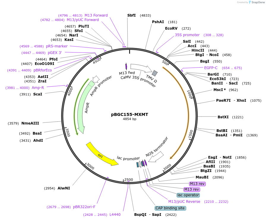 79818-plasmid-map-sequence-id-167566