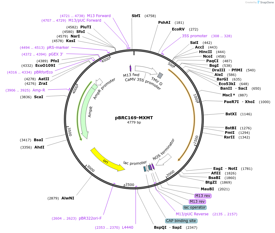 79820-plasmid-map-sequence-id-167569