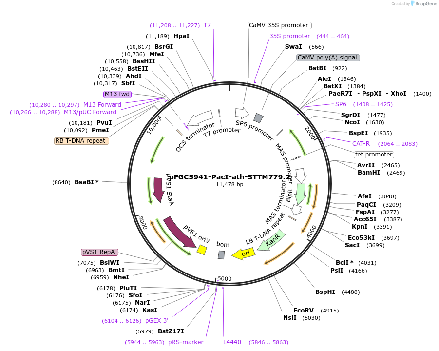 84145-plasmid-map-sequence-id-167599