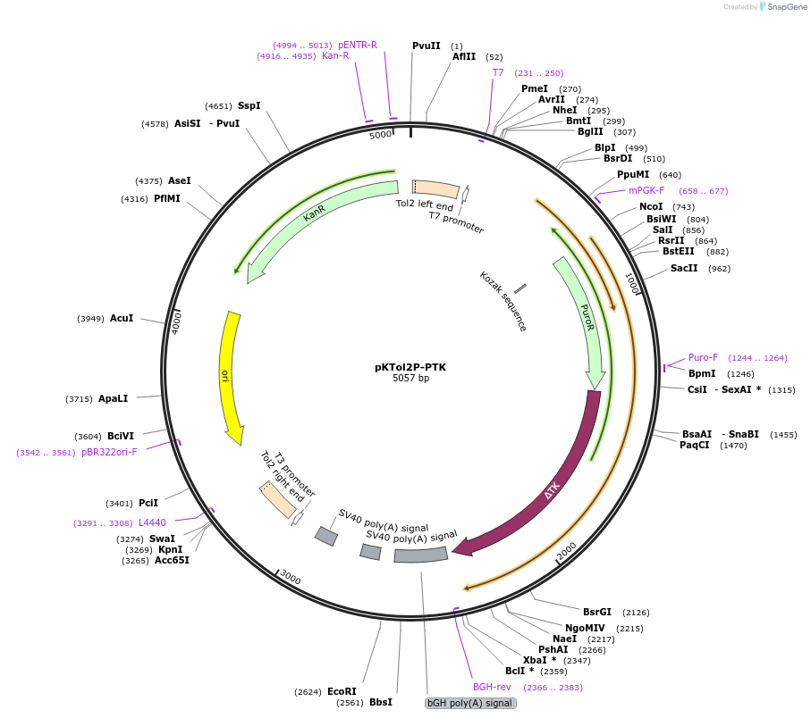 85599-plasmid-map-sequence-id-167638