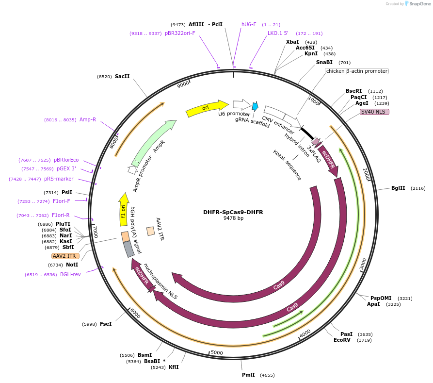 85447-plasmid-map-sequence-id-167644