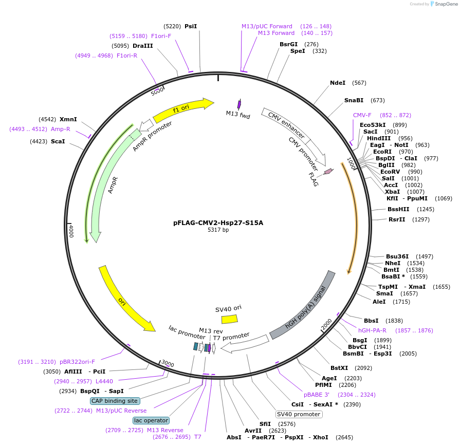 84991-plasmid-map-sequence-id-167666