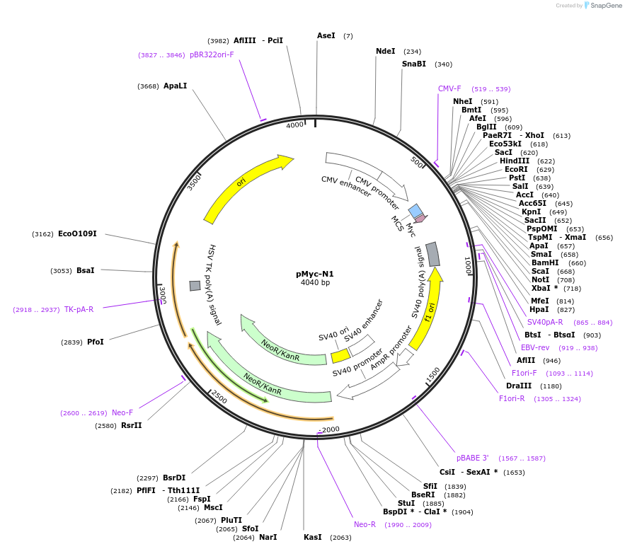 85759-plasmid-map-sequence-id-167753
