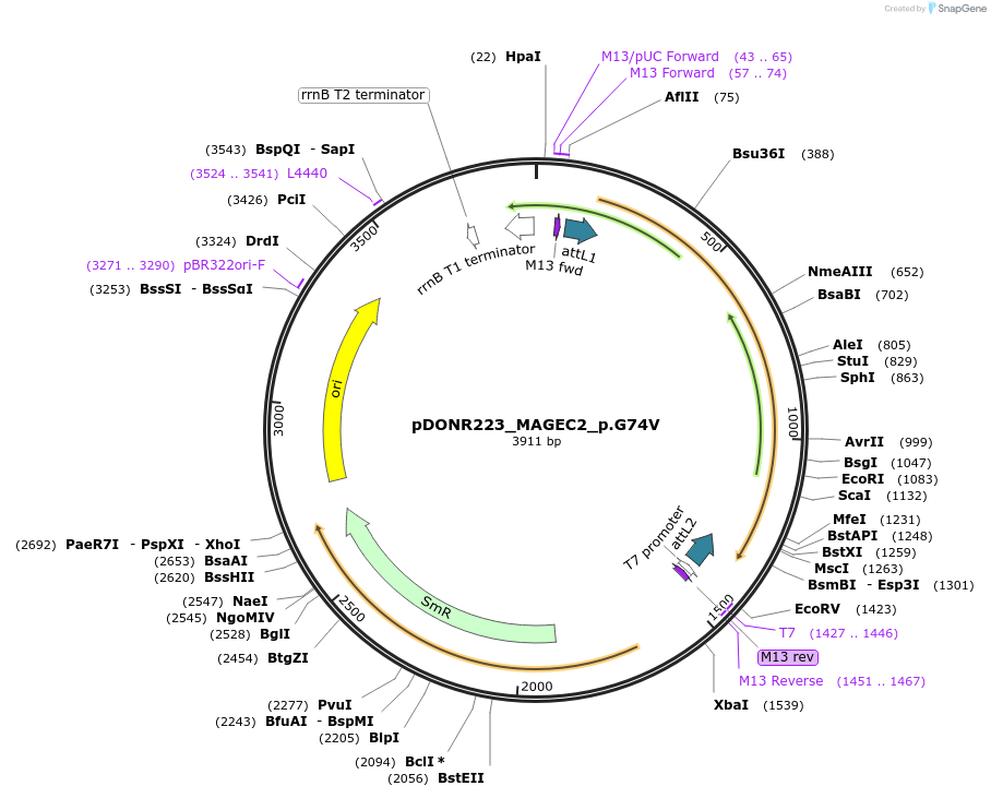 81393-plasmid-map-sequence-id-167870