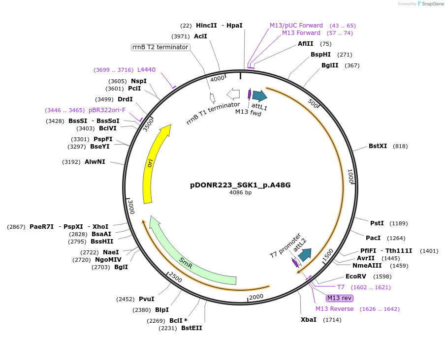 81430-plasmid-map-sequence-id-167889