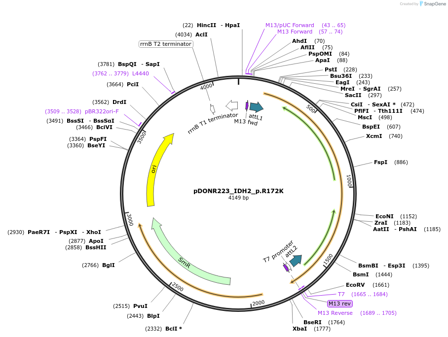 81432-plasmid-map-sequence-id-167920