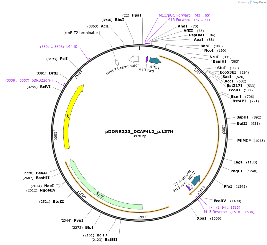 81412-plasmid-map-sequence-id-167954
