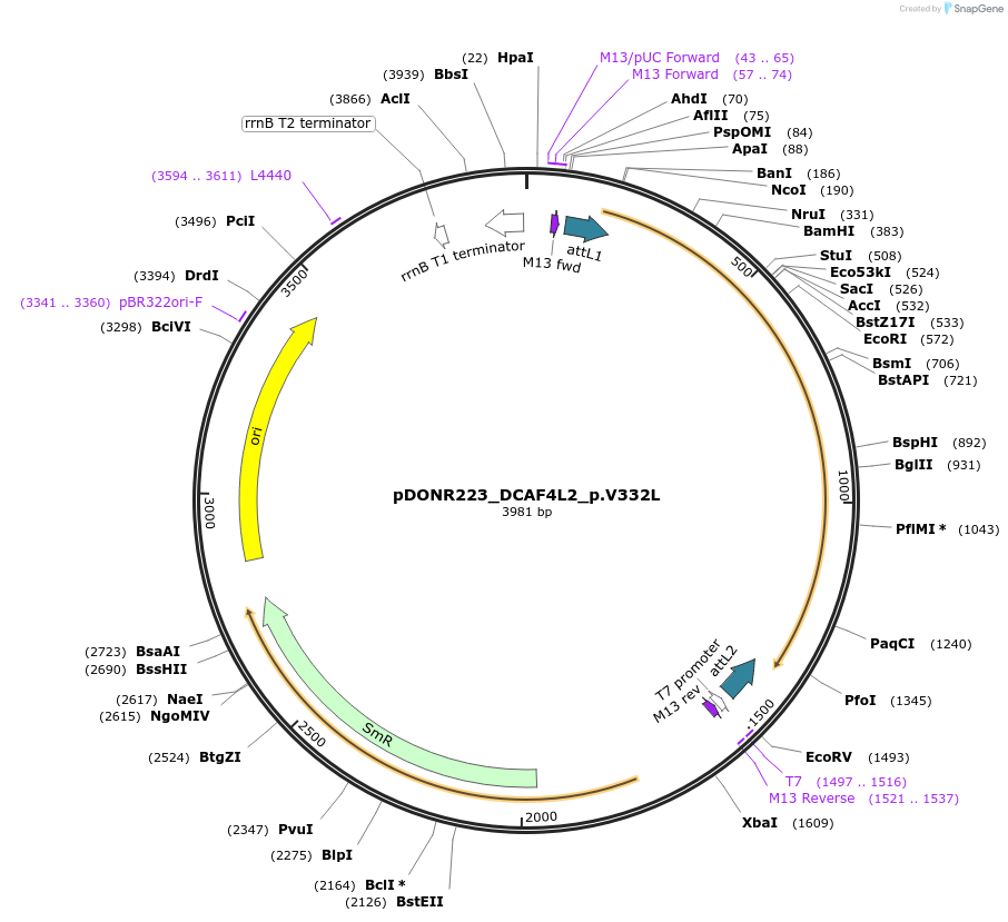 81424-plasmid-map-sequence-id-167961