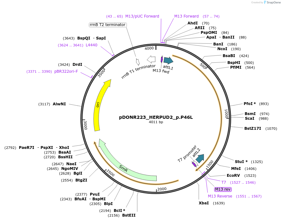 81413-plasmid-map-sequence-id-167962