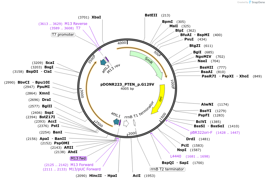 81685-plasmid-map-sequence-id-167982
