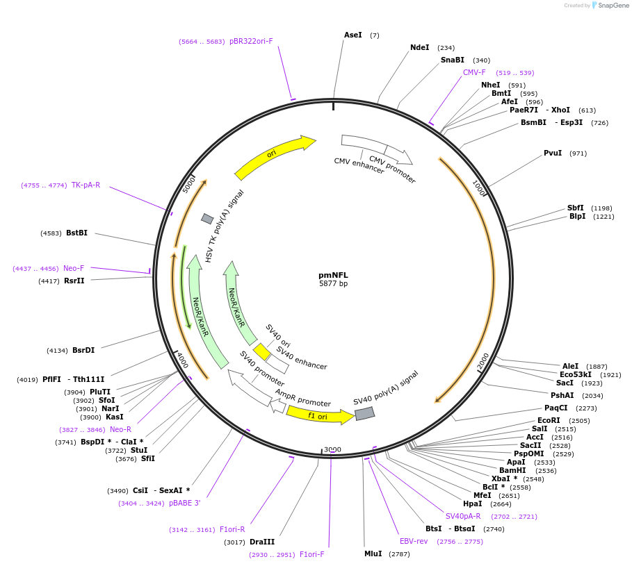 83127-plasmid-map-sequence-id-168067