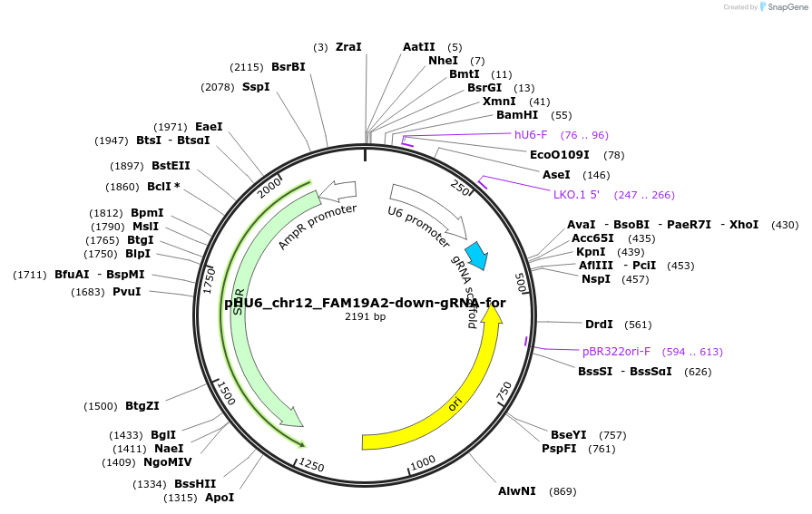81223-plasmid-map-sequence-id-168093
