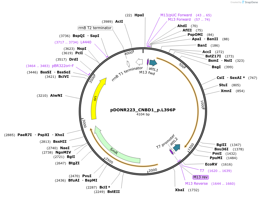 81418-plasmid-map-sequence-id-168099