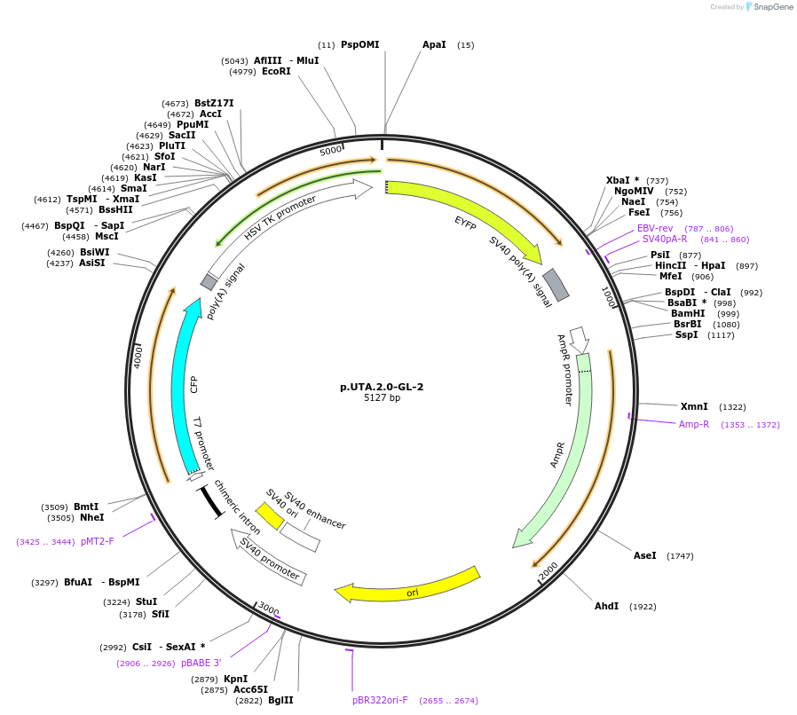 82440-plasmid-map-sequence-id-168133