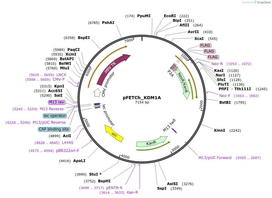 86260-plasmid-map-sequence-id-168141