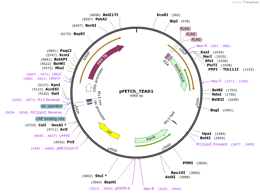 86291-plasmid-map-sequence-id-168172