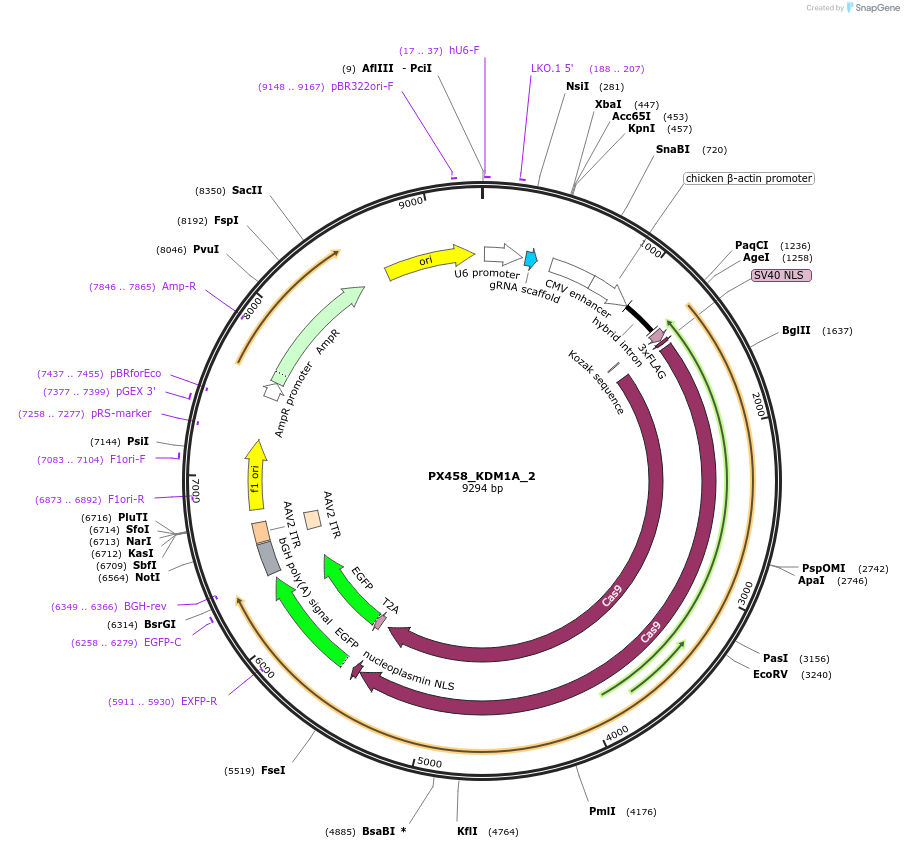 86298-plasmid-map-sequence-id-168179