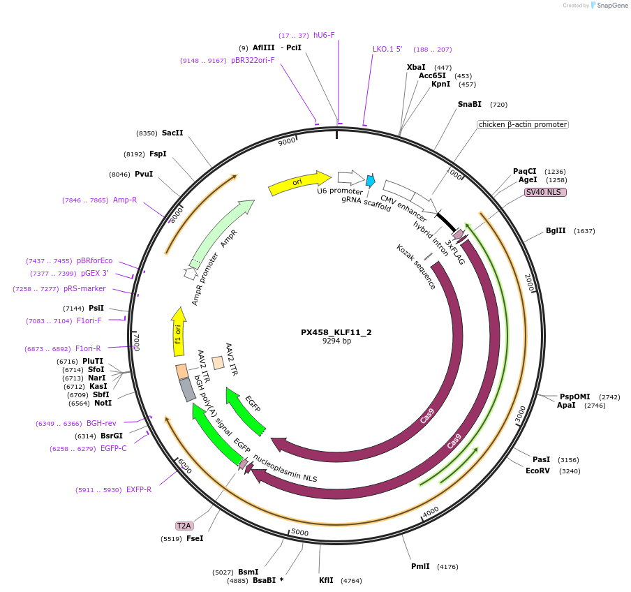 86315-plasmid-map-sequence-id-168196