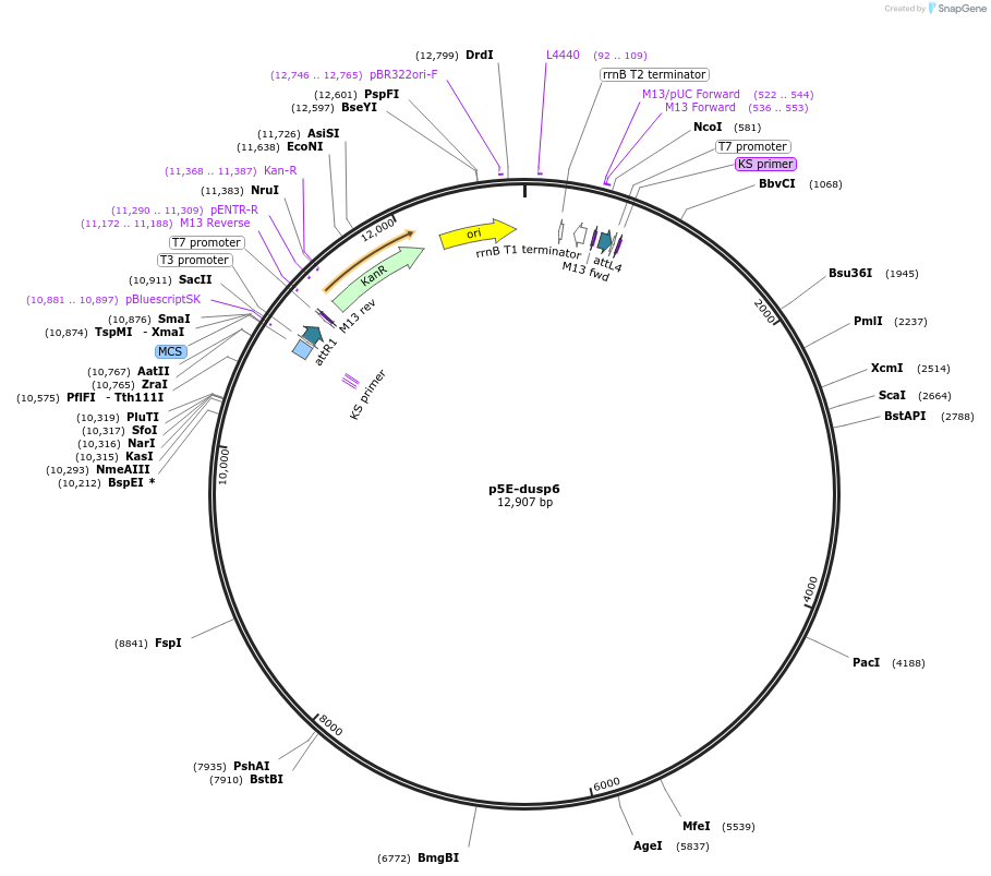 82584-plasmid-map-sequence-id-168276