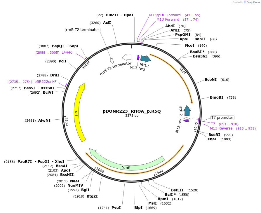 81294-plasmid-map-sequence-id-168316