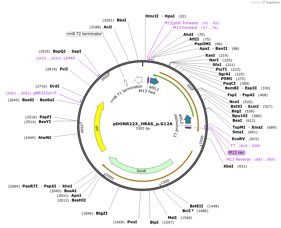 81277-plasmid-map-sequence-id-168353