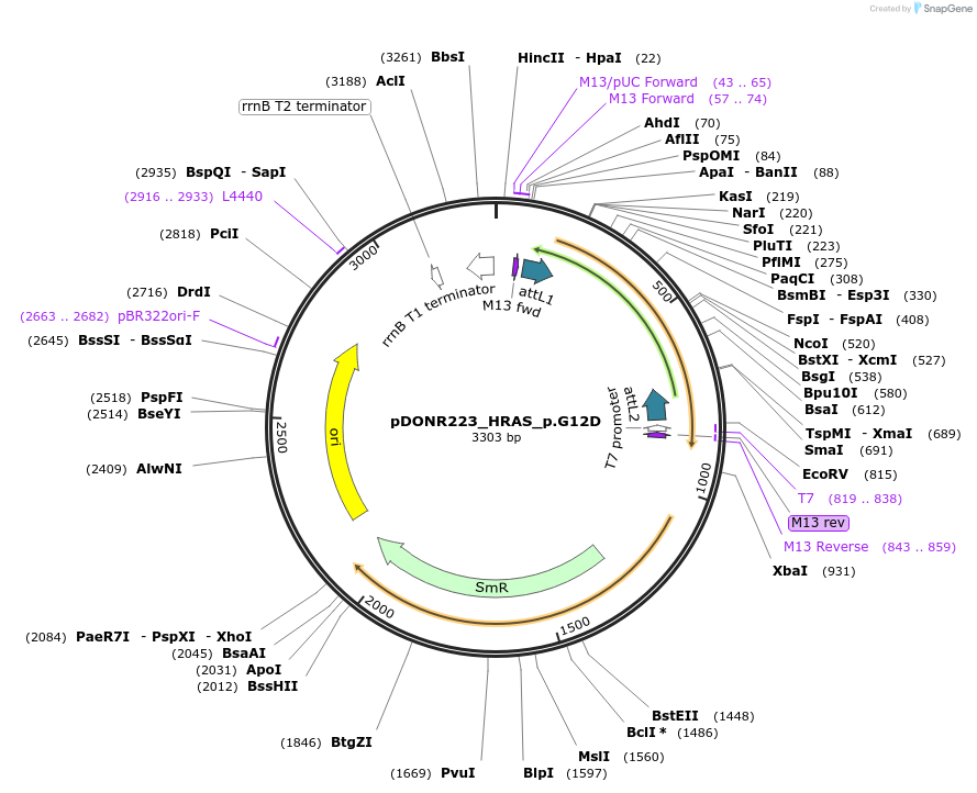 81284-plasmid-map-sequence-id-168354
