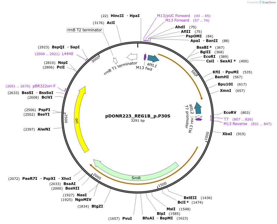 81291-plasmid-map-sequence-id-168364
