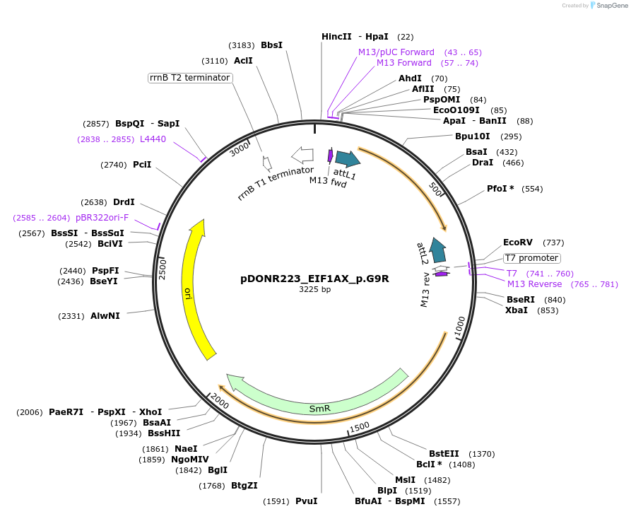 81282-plasmid-map-sequence-id-168368