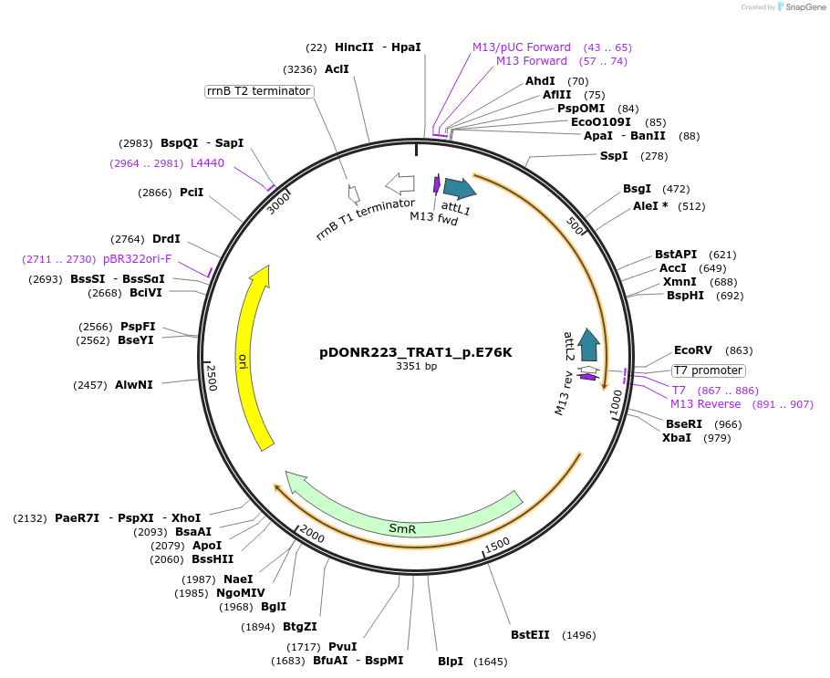 81285-plasmid-map-sequence-id-168371