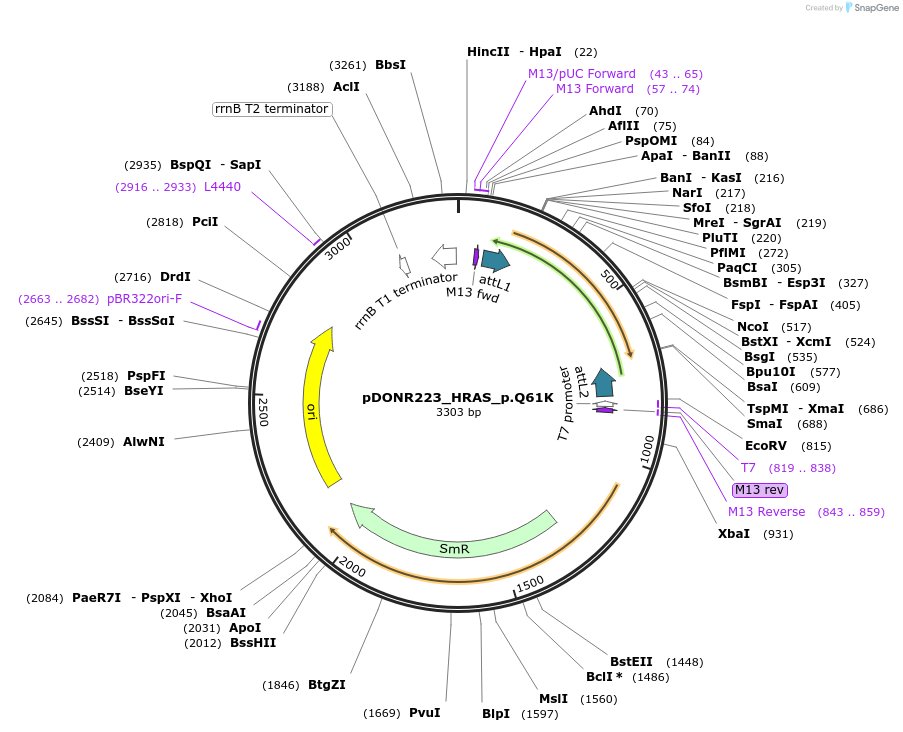 81319-plasmid-map-sequence-id-168401