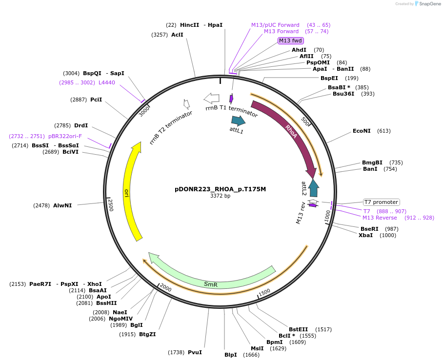 81321-plasmid-map-sequence-id-168411