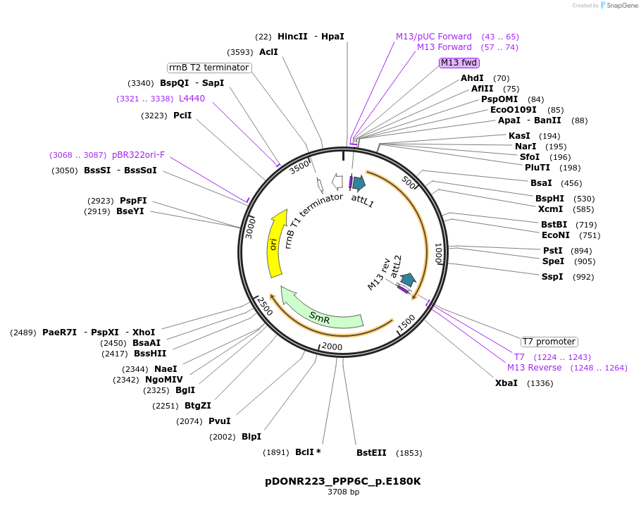 81334-plasmid-map-sequence-id-168500
