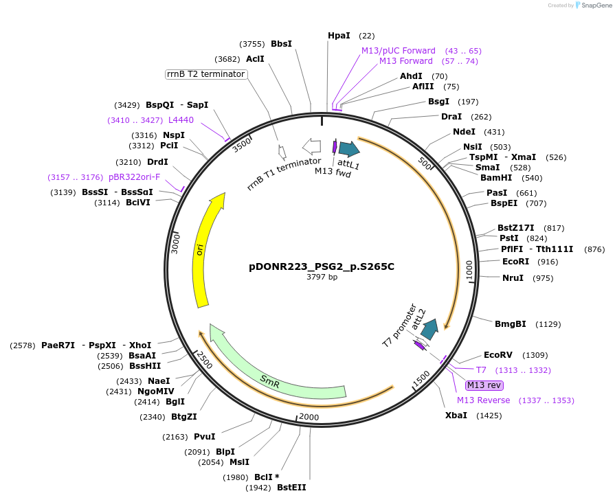 81338-plasmid-map-sequence-id-168507