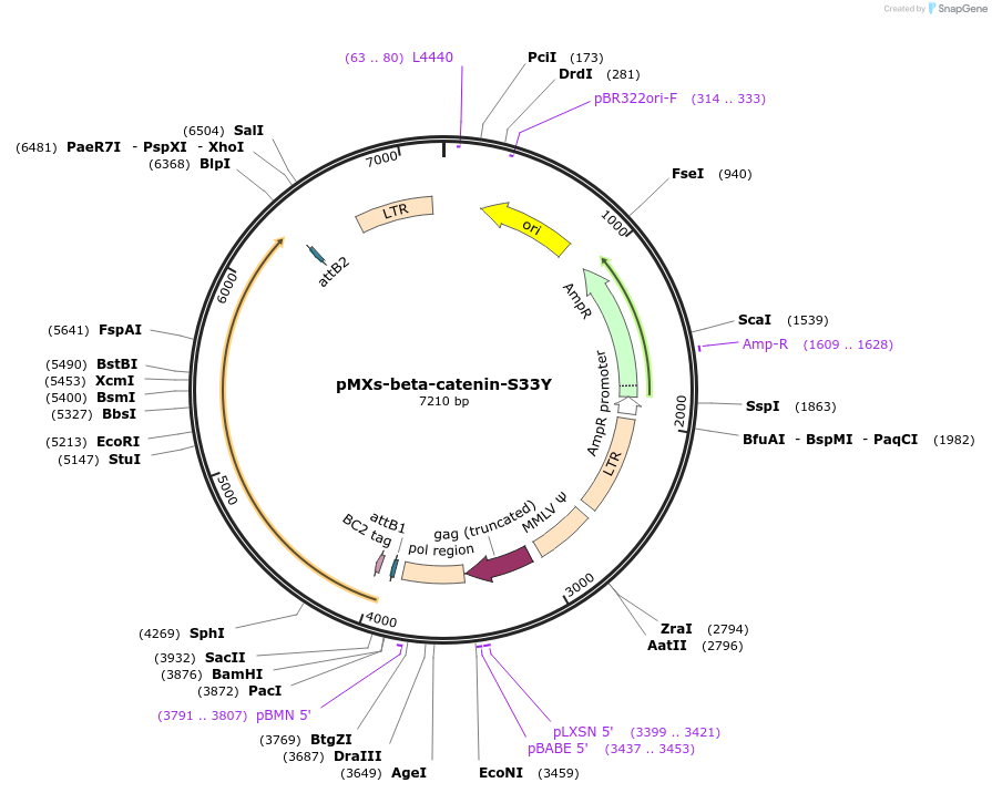 13371-plasmid-map-sequence-id-168521