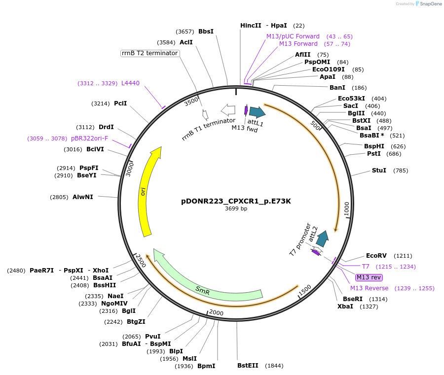 81346-plasmid-map-sequence-id-168522